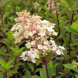 Hydrangea paniculata Framboisine