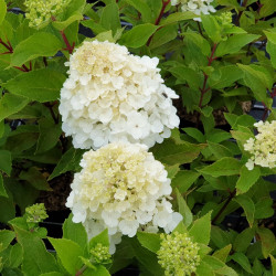 Hydrangea paniculata Mont Blanc
