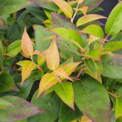Leucothoe ‘Lovita’