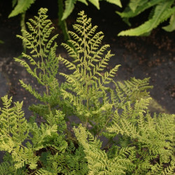 Dryopteris austriaca 'Lepidota Crispa Cristata'