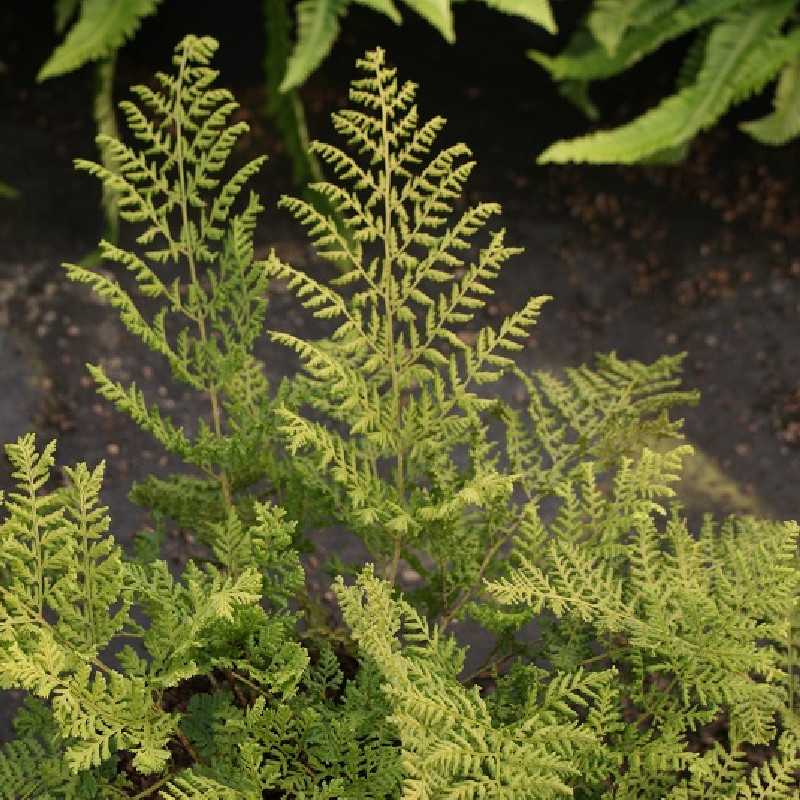 Dryopteris austriaca 'Lepidota Crispa Cristata'