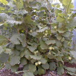 Corylus avellana ‘Nottingham fruehe