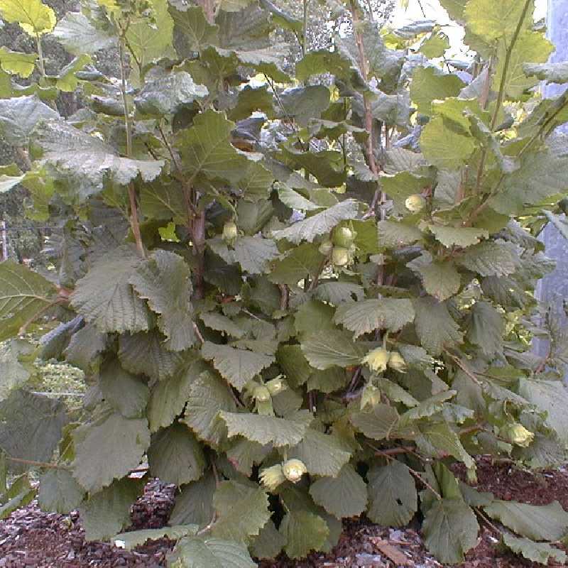 Corylus avellana ‘Nottingham fruehe