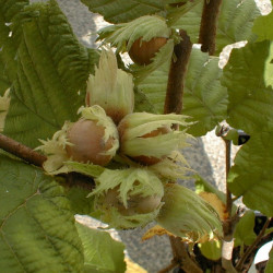 Corylus avellana ‘Nottingham fruehe
