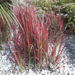 Imperata cylindrica ‘Red Baron’