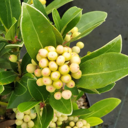 Skimmia japonica ‘Temptation