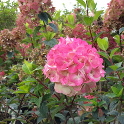 Hydrangea paniculata Framboisine