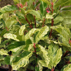 Photinia serratifolia ‘Pink Crispy‘