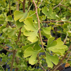 Ginkgo biloba Eiffel