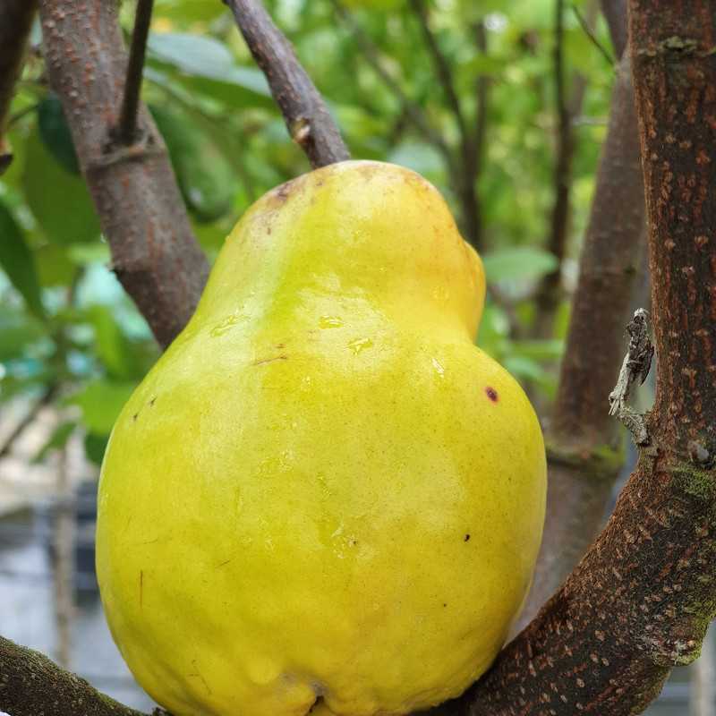 Cydonia oblonga 'Champion' - Cognassier