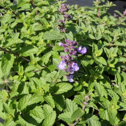 Nepeta × faassenii 'Purrsian blue' - Chataire