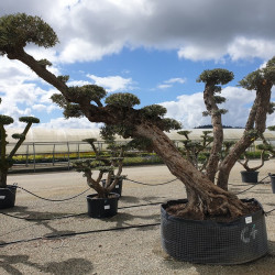 Olivier - Exemplaire extra - plateaux nuages