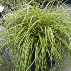 Carex oshimensis Evergold