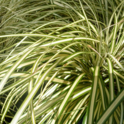Carex oshimensis Evergold