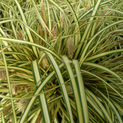 Carex oshimensis Evergold
