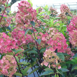 Hydrangea paniculata Framboisine
