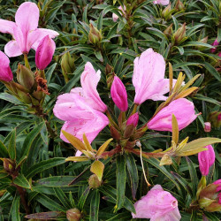 Rhododendron 'Graziella' - Grand Rhododendron