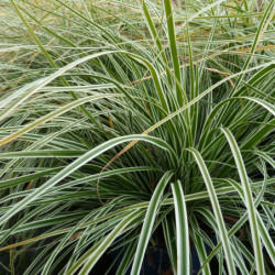 Carex oshimensis ‘Fiwhite’ EVEREST