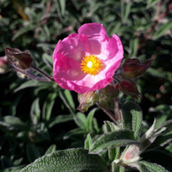 Cistus skanbergii - Ciste