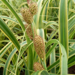 Carex trifida 'Rekohu Sunrise'