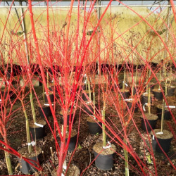 Acer palmatum Sangokaku