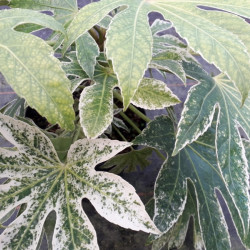 Fatsia japonica ‘Spider Web’