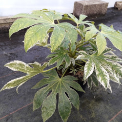 Fatsia japonica ‘Spider Web’