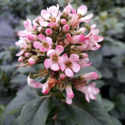 Escallonia laevis ‘Pink Elle‘