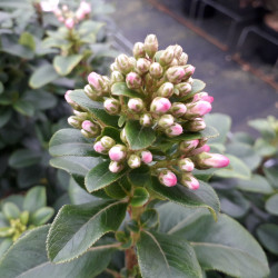 Escallonia laevis ‘Pink Elle‘