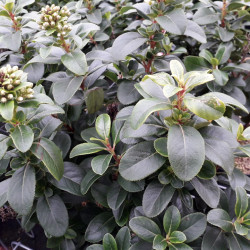 Escallonia laevis ‘Pink Elle‘