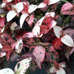 Trachelospermum asiaticum ‘Tricolor’ -  Faux Jasmin