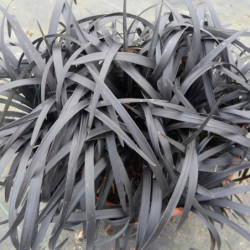 Ophiopogon planiscapus 'Nigrescens'