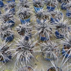 Ophiopogon planiscapus 'Nigrescens'