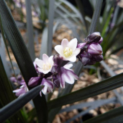 Ophiopogon planiscapus 'Nigrescens'