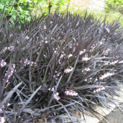 Ophiopogon planiscapus 'Nigrescens'