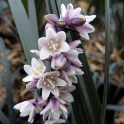 Ophiopogon planiscapus 'Nigrescens'