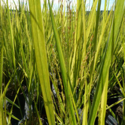 Panicum virgatum ‘Northwind’
