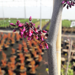 Cercis canadensis Ruby Falls