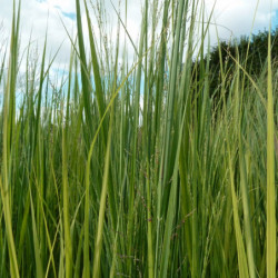 Panicum virgatum 'Northwind' - Panic érigé