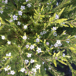 Diosma hirsuta ‘Sunset Gold’