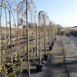 Malus 'Fontana' - Pommier d'ornement pleureur