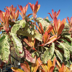 Photinia serratifolia ‘Pink Crispy‘