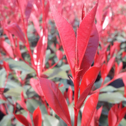 Photinia fraseri ‘Carré Rouge’