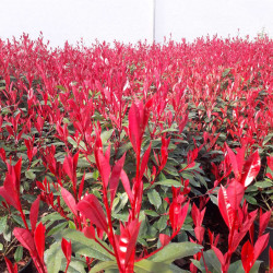 Photinia fraseri ‘Carré Rouge’