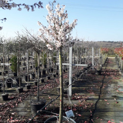 Prunus nipponica 'Brillant'
