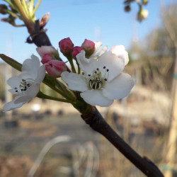 Pyrus calleryana Chantecler