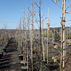 Pyrus calleryana Chantecler