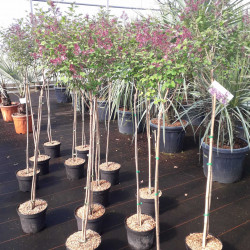 Syringa 'Bloomerang Dark Purple