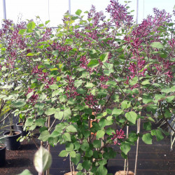 Syringa 'Bloomerang Dark Purple