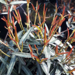 Trachelospermum jasminoides 'Waterwheel' - Faux jasmin panaché